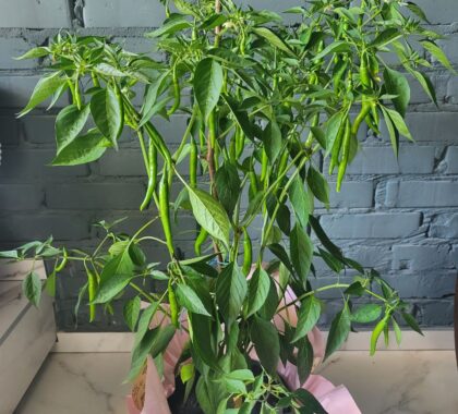 Перець гіркий в горщику