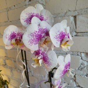 фаленопсис (орхідея) каскад 12х55 1 стовбур мікс (green balanz)