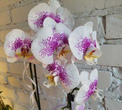 фаленопсис (орхідея) каскад 12х55 1 стовбур мікс (green balanz)