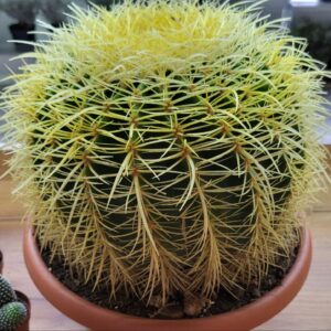 🌵 Золотий Ехінокактус (Echinocactus grusonii) – «Золота куля»