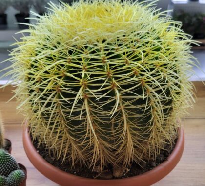 Золотий Ехінокакктус