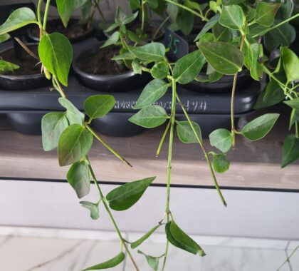 Барвінок блакитний