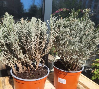 Лаванда в горщику