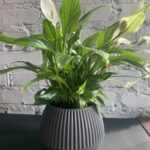 спатифілум 10х30