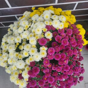 хризантема висотою 45 см