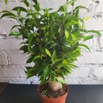 фікус бенджаміна