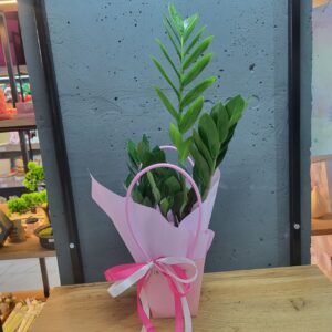 Заміокулькас