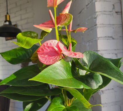 Антуріум рожевий