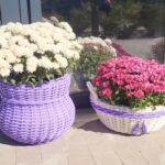 набір кашпо Лавандовий та Хризантема