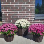 набір Хризантема в кашпо