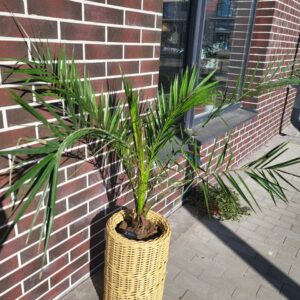 Фінікова пальма 19×130 Cananensis в кашпо з ротангу – комплект