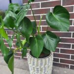 монстера в кашпо