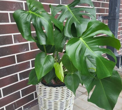 монстера в кашпо