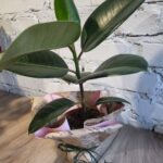 фікус еластика