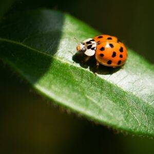 🐞 Сонечко – божа корівка, символ удачі, щастя та любові