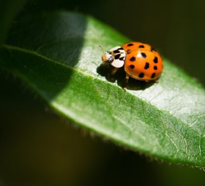 сонечко божа корівка