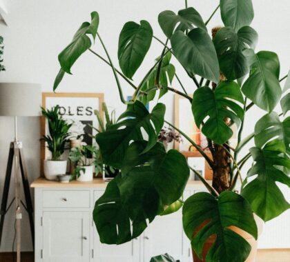 монстера рослина