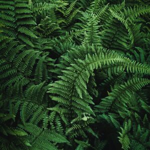 🌿 Папороть (нефролепис) — зелена класика для дому