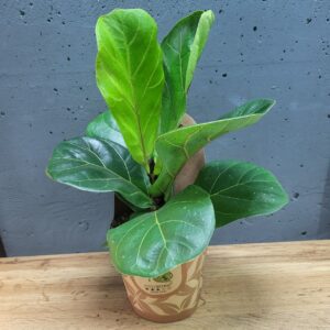 Фікус Лірата 12х25см