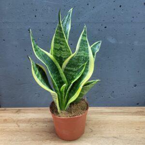 Сансевієрія 9х30см