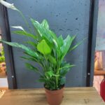 Спатифілум 12х50см