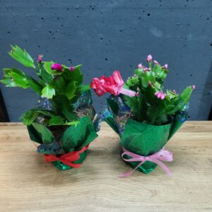 Шлюмбергера (різдвяник) 9х20см (червона, рожева)