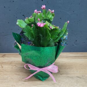 Шлюмбергера (різдвяник) 9х20см рожева