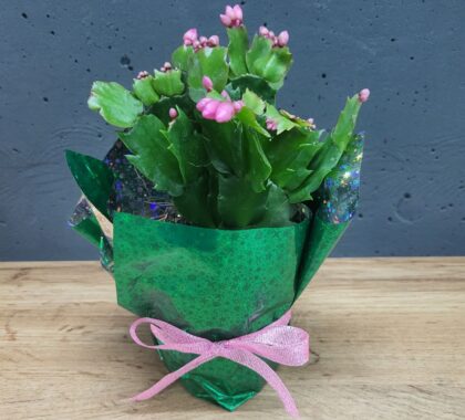 Шлюмбергера (різдвяник) 9х20см рожева