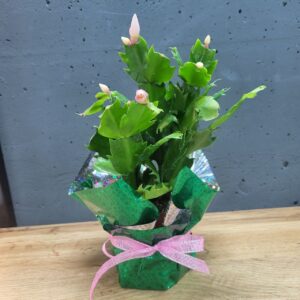 Шлюмбергера (різдвяник) 11х24см (білий)