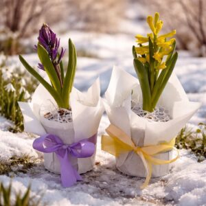 Гіацинт в горщику