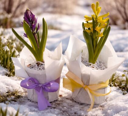 Гіацинт в горщику