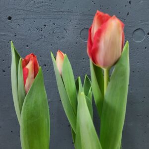 Тюльпан в горщику