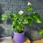 Калла ефіопська велика