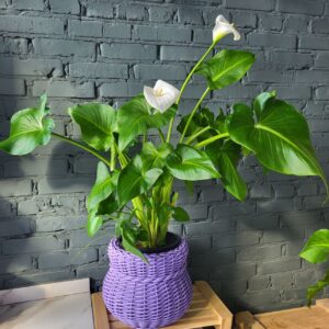 Калла ефіопська велика