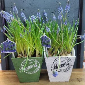 Мускарі в деревʼяному горщику