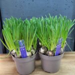 Мускарі синій в горщику