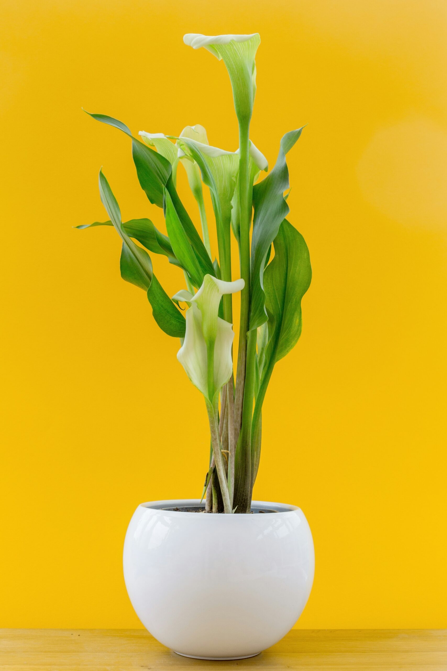 вазон калла ефіопська