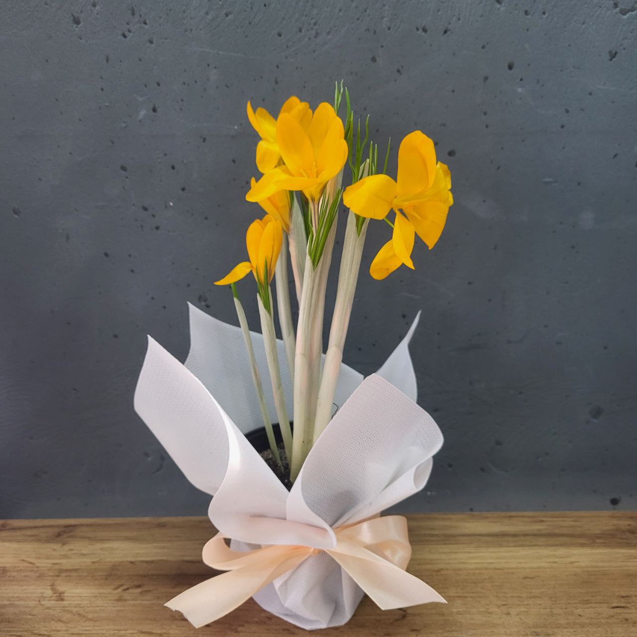 Крокус в горщику діаметром 9см