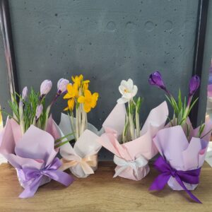 Крокус в горщику діаметром 9см