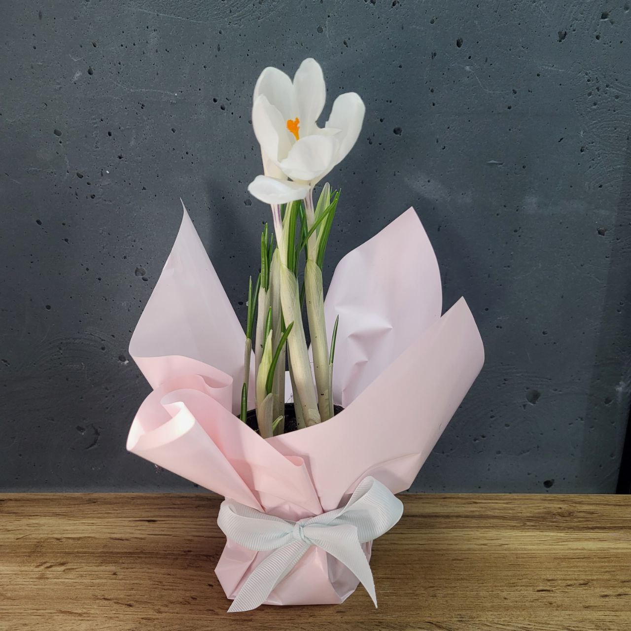 Крокус в горщику діаметром 9см