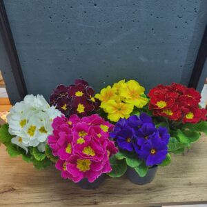 Примула садова 8х15-18см