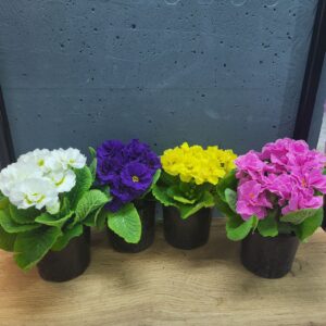 Примула махрова садова 8х15-18см