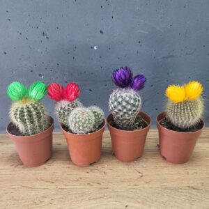 Кактус зі штучними квітами