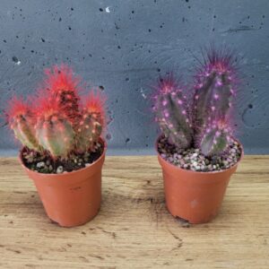 Кактус з різнокольоровими колючками