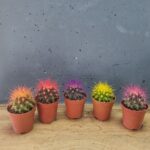 кактус ехінокакатус 5х8см