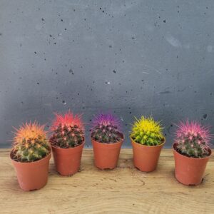 кактус ехінокакатус 5х8см