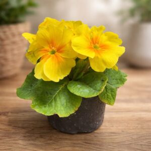 Примула - вазон