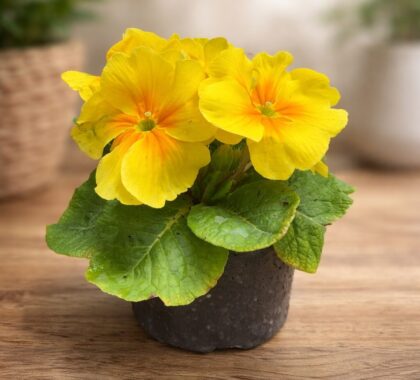 Примула - вазон