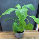 Бругмансія (дурман) (біла)