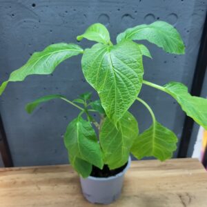 Бругмансія (дурман) (біла)